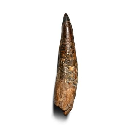 Exceptionally Large Spinosaurus Dinosaur Fossil To