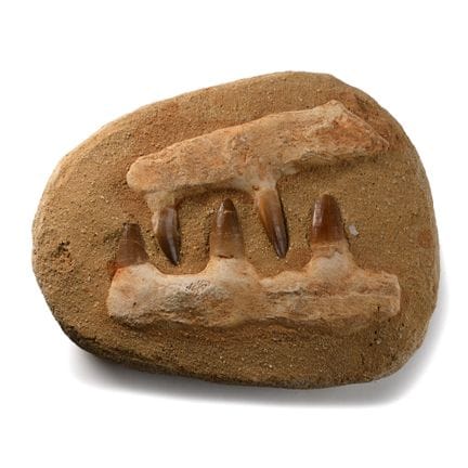 Fossil Mosasaur 'Marine Dinosaur' Teeth in Composi
