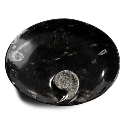 Oval Fossil Goniatite Dish. Upper Devonian Period,