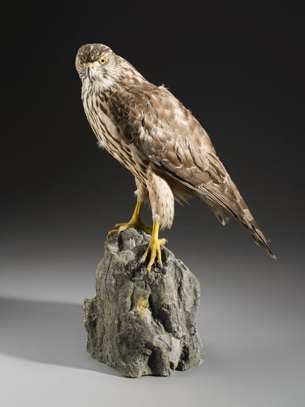Astex-Präparat auf Sockel. . 58 x 17 x 46 cm. Dem 