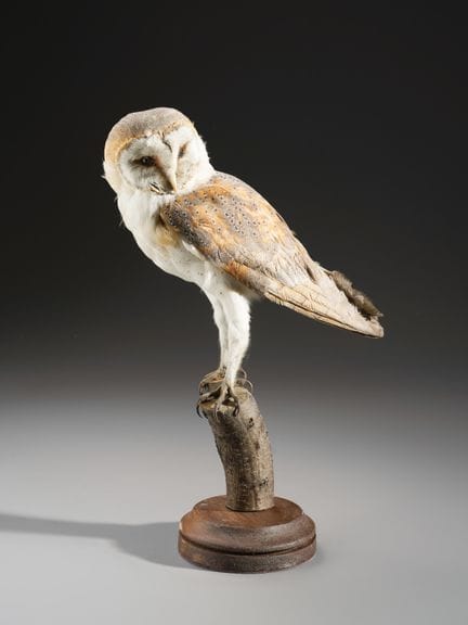 AUSGESTOPFTE EULEN AUF SOCKEL. . 41 x 11 x 32 cm. 