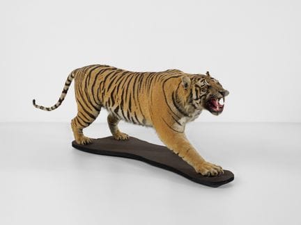 ESEMPLARE DI PANTHERA TIGRIS TASSIDERMIZZATA. . Cm