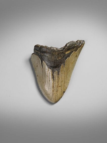DENTE FOSSILE DI MEGALODONTE. . Cm 9x7.