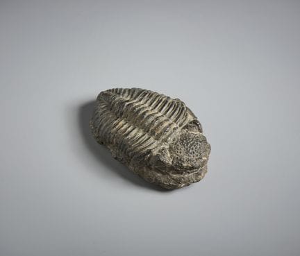 TRILOBITENFOSSIL. Aus dem Paläozoikum . . 15 x 10 