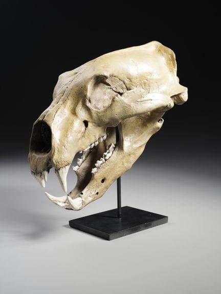 REPLICA IN RESINA DIPINTA A MANO DI UN CRANIO DI O