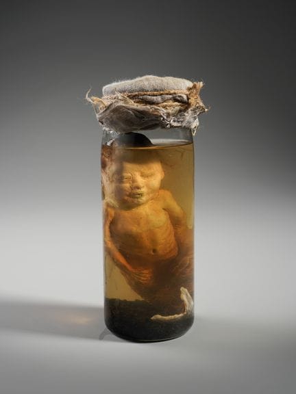 REPLICA IN SILICONE DI UN FETO DI SIRENA DELLE ISO