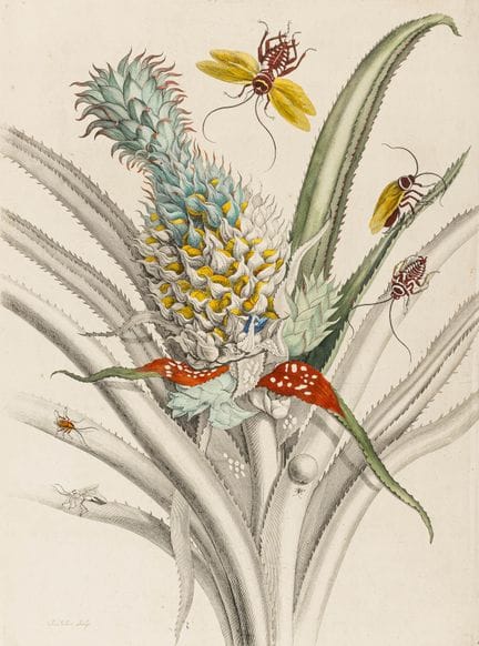 Biologia - Zoologia - Merian, Maria Sibylla. Racco