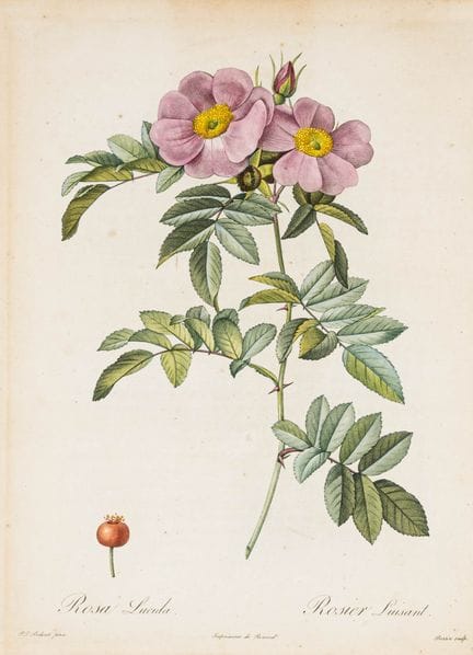 Biologia - Botanica - Redouté, Pierre Joseph. *Les
