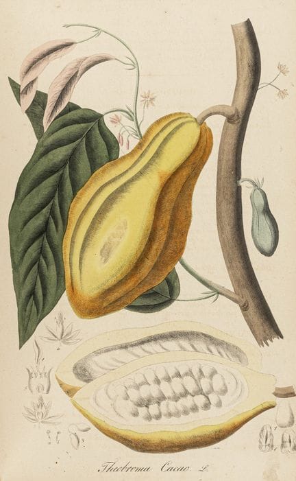 Biology - Botany - Mann, Johann Gottlieb. Foreign 