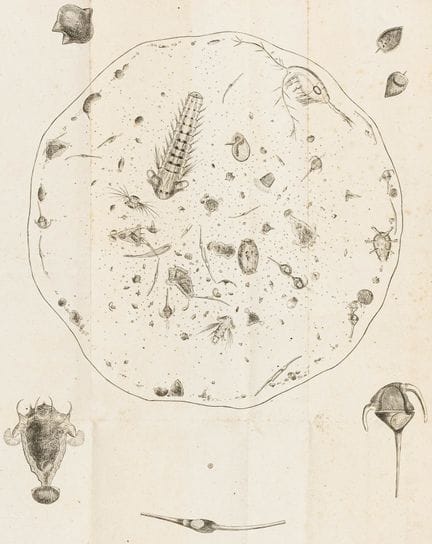 Biology - Zoology - Michaelis, Gustav Adolph. On t