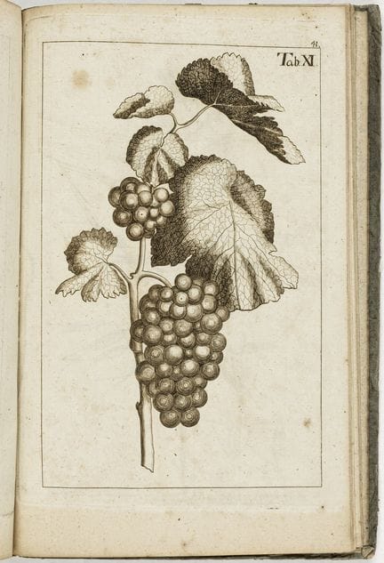 Biology - Botany - Mehler, Johann. Main Catalog of