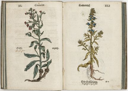 Biology - Botany - Brunfels, Otto. Contrafayt Herb