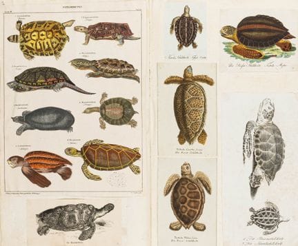 Biology - Zoology - Scrapbook containing nearly 50