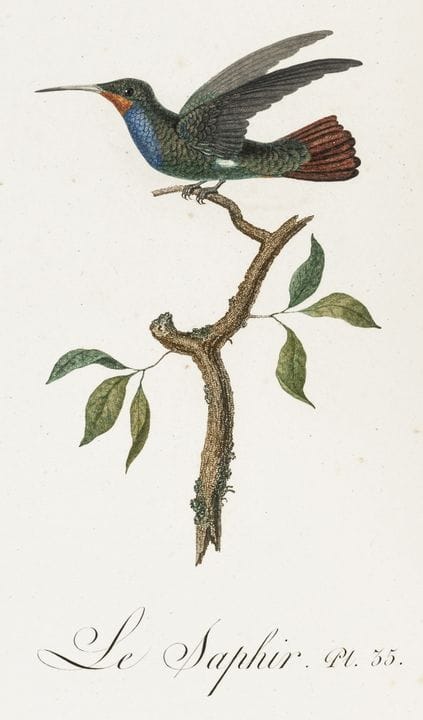 Biology - Zoology - Audebert, J. B. &amp; L. P. Vi