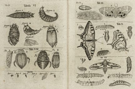 Biology - Zoology - Frisch, Johann Leonhard. Descr
