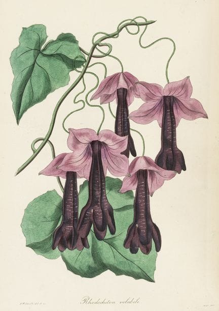 Biology - Botany - Paxton, Joseph. Magazine of Bot
