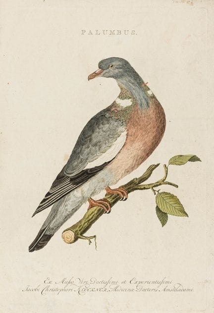 Biologia - Zoologia - Nozeman, Cornelis. Raccolta 