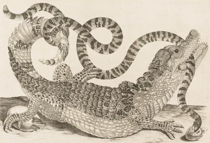 Biologia - Zoologia - Merian, Maria Sibylla. Racco