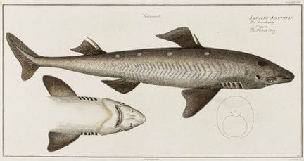 Biologia - Zoologia - Bloch, Marcus Elieser. Stori