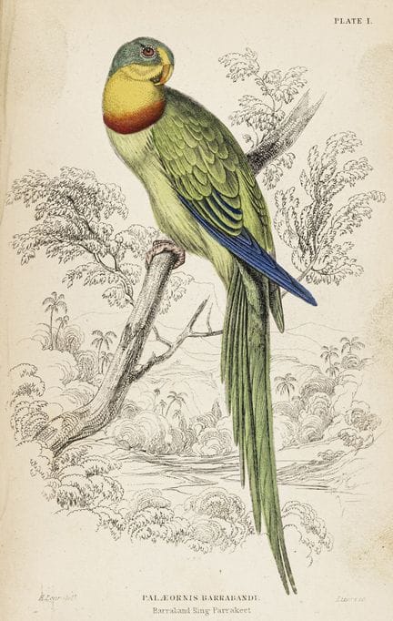 Biologia - Zoologia - Jardine, William. The Natura