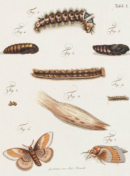 Biology - Zoology - Hennert, Carl Wilhelm. On Cate