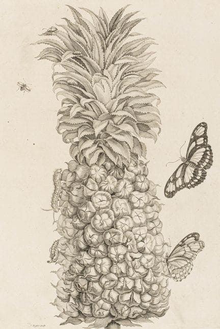 Biologia - Zoologia - Merian, Maria Sibylla. Racco