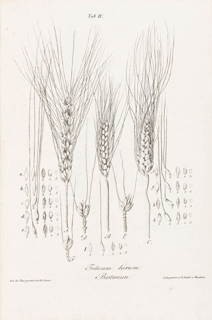 Biology - Botany - Metzger, Johann. European Cerea