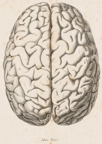 Medicina - Neurologia - Tiedemann, Friedrich. On t
