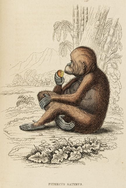 Biologia - Zoologia - Jardine, William. Gabinetto 