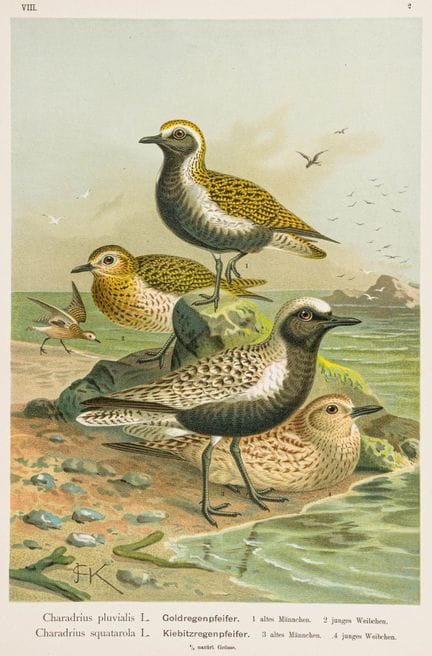 Biology - Zoology - Naumann, Johann Andreas. Natur