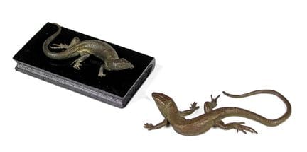 Flora e fauna - Due lucertole (Lacertidae) realizz