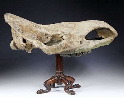 Minerals & Fossils - Großer fossiler Schädel eines
