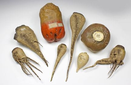 Flora e fauna - Collezione didattica di diverse va