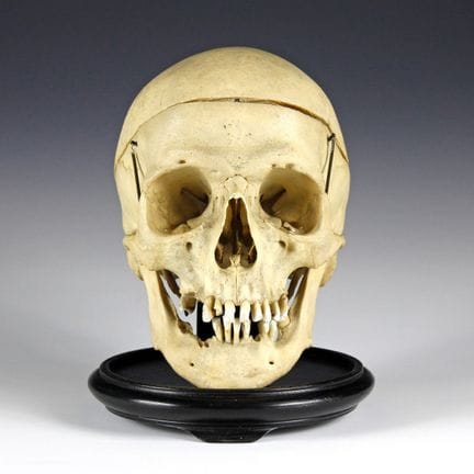 Medicina e Farmacia - Preparato anatomico di un cr
