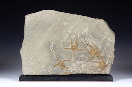 Minerals & Fossils - Platte mit fossilen Schlangen