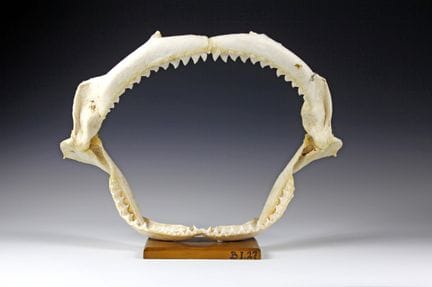Flora e fauna - Preparato didattico: dentatura di 