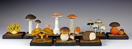 Flora e fauna - Collezione didattica di vari fungh