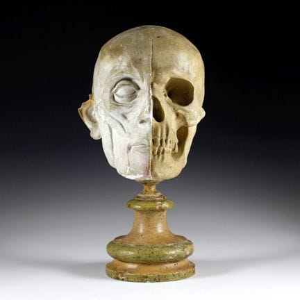 Medicina e Farmacia - Ecorché, modello anatomico d