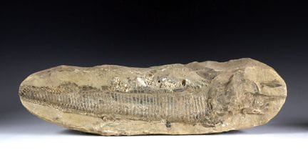 Minerals & Fossils - Platte mit fossilem Fisch. Fu