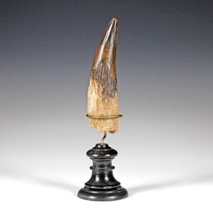 Minerals & Fossils - Großer fossiler Dinosaurierza