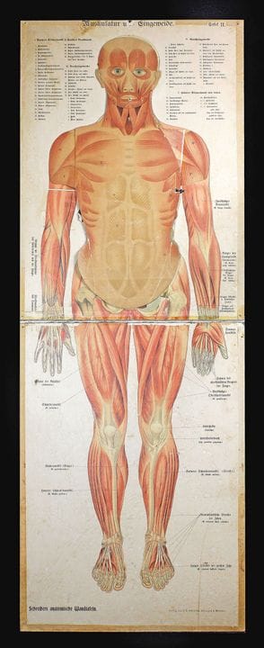 Medicina e Farmacia - Tavola anatomica da parete d