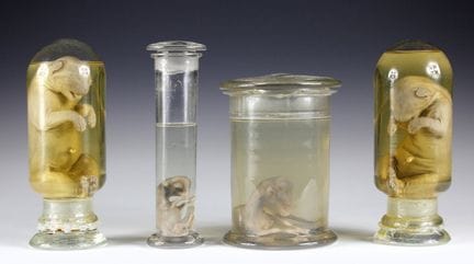 Flora e fauna - Collezione di quattro preparati in