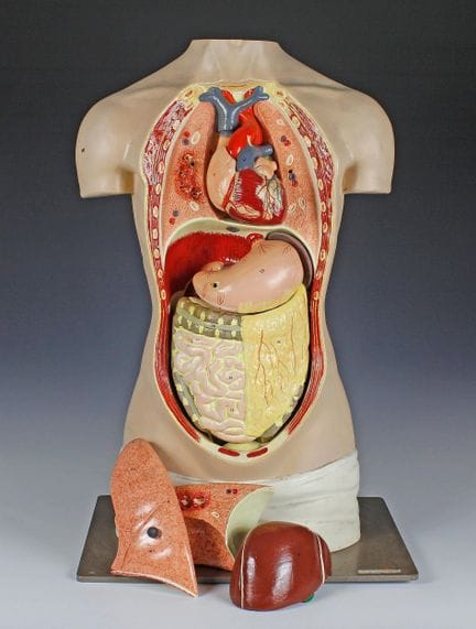 Medicina e Farmacia - Modello anatomico del busto 