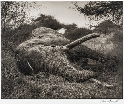 Brandt, Nick. Ohne Titel. (Erlegter Elefant). Digi
