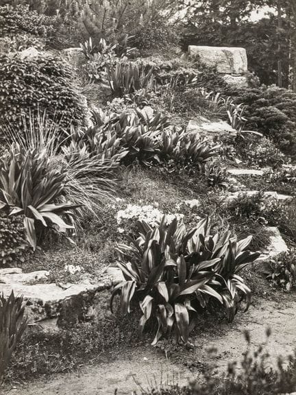 Stone, Sasha. Ohne Titel. (The Garden of Dr. Hrusk
