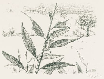 Gaul, August. Sammlung von 4 Graphiken mit einziga