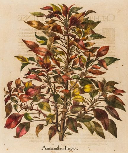 Besler, Basilius. Sammlung von 6 kolorierten Kupfe