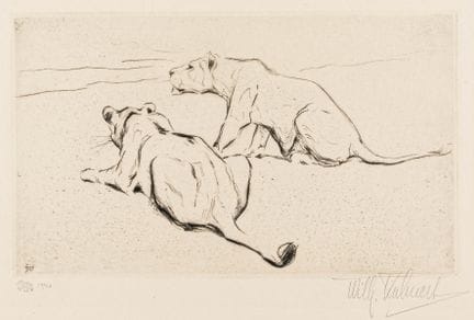 Kuhnert, Wilhelm. Leonas al acecho. Grabado en pap