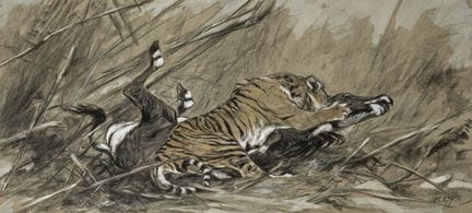 Huggins, William. Tiger attacking sambar deer. Ori