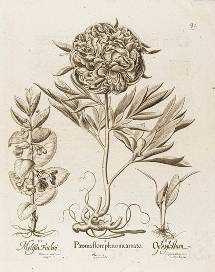 Besler, Basilius. Sammlung von 50 Kupferstichen au